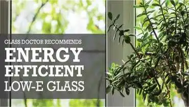 A plant next to a window