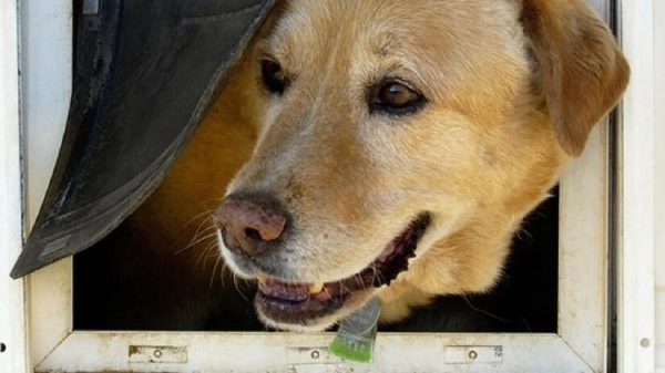 A dog peeking through a dog door